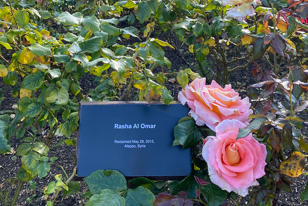 A plot of pink roses with a black plaque. Printed on the plaque: Rasha Al Omar, Reclaimed May 29, 2023, Aleppo, Syria.